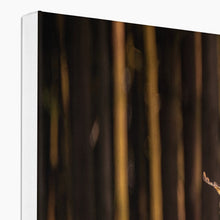 Load image into Gallery viewer, Golden Long Eared Owl Canvas