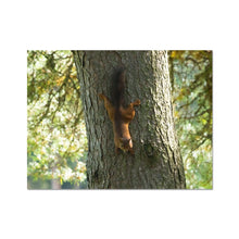 Load image into Gallery viewer, Mission Impossible Red Squirrel Fine Art Print