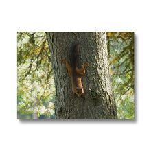 Load image into Gallery viewer, Mission Impossible Red Squirrel Canvas