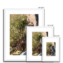 Load image into Gallery viewer, Tawny on the Rocks Framed & Mounted Print