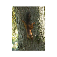 Load image into Gallery viewer, Mission Impossible Red Squirrel Fine Art Print