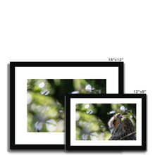 Load image into Gallery viewer, Long Eared Owl Framed & Mounted Print