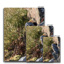 Load image into Gallery viewer, Tawny on the Rocks Canvas