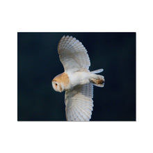 Load image into Gallery viewer, Barn Owl In The Dark Fine Art Print