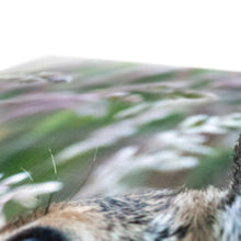 Load image into Gallery viewer, Magical Hare Canvas