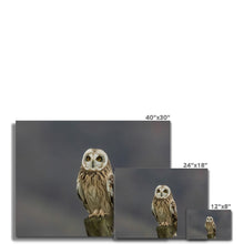 Load image into Gallery viewer, Short Eared Owl Canvas