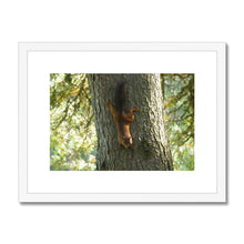 Load image into Gallery viewer, Mission Impossible Red Squirrel Framed & Mounted Print
