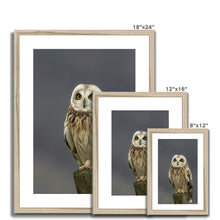 Load image into Gallery viewer, Short Eared Owl Framed & Mounted Print