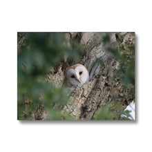 Load image into Gallery viewer, Hello Barn Owl Canvas