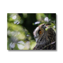 Load image into Gallery viewer, Long Eared Owl Canvas