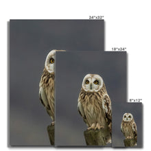 Load image into Gallery viewer, Short Eared Owl Canvas