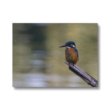 Load image into Gallery viewer, Kingfisher Canvas