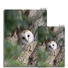Load image into Gallery viewer, Hello Barn Owl Fine Art Print
