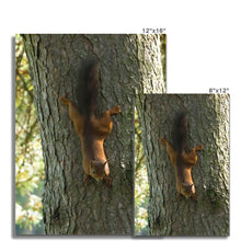 Load image into Gallery viewer, Mission Impossible Red Squirrel Fine Art Print