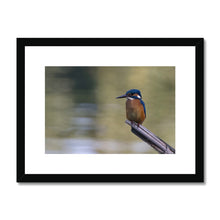 Load image into Gallery viewer, Kingfisher Framed & Mounted Print