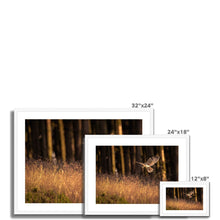 Load image into Gallery viewer, Golden Long Eared Owl Framed & Mounted Print