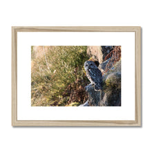 Load image into Gallery viewer, Tawny on the Rocks Framed & Mounted Print