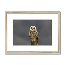 Load image into Gallery viewer, Short Eared Owl Framed & Mounted Print