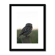 Load image into Gallery viewer, Little Owl Framed & Mounted Print
