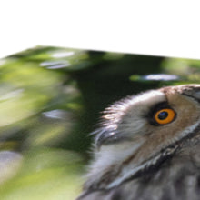 Load image into Gallery viewer, Long Eared Owl Canvas