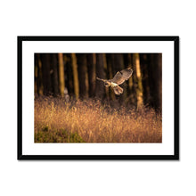 Load image into Gallery viewer, Golden Long Eared Owl Framed & Mounted Print