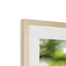 Load image into Gallery viewer, Long Eared Owl Framed & Mounted Print