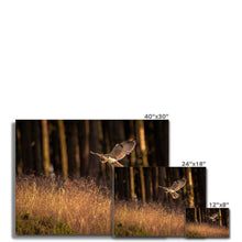 Load image into Gallery viewer, Golden Long Eared Owl Canvas