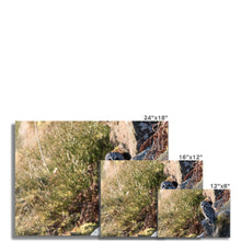 Load image into Gallery viewer, Tawny on the Rocks Fine Art Print