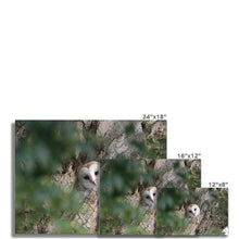Load image into Gallery viewer, Hello Barn Owl Fine Art Print