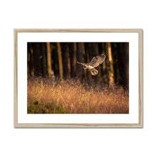 Load image into Gallery viewer, Golden Long Eared Owl Framed & Mounted Print