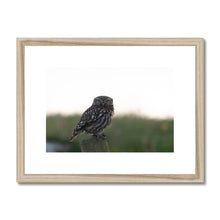 Load image into Gallery viewer, Little Owl Framed & Mounted Print