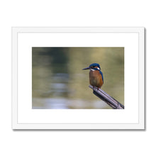 Load image into Gallery viewer, Kingfisher Framed & Mounted Print