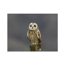 Load image into Gallery viewer, Short Eared Owl Fine Art Print