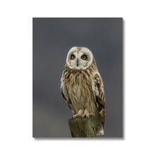 Load image into Gallery viewer, Short Eared Owl Canvas