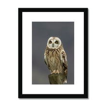 Load image into Gallery viewer, Short Eared Owl Framed & Mounted Print