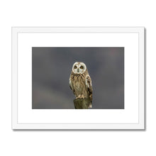 Load image into Gallery viewer, Short Eared Owl Framed & Mounted Print