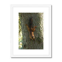 Load image into Gallery viewer, Mission Impossible Red Squirrel Framed & Mounted Print