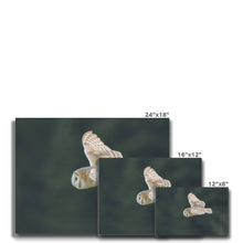 Load image into Gallery viewer, Barn Owl putting on a show Canvas