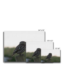 Load image into Gallery viewer, Little Owl Canvas