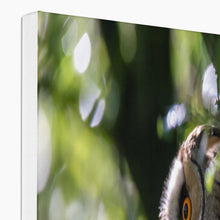 Load image into Gallery viewer, Long Eared Owl Canvas