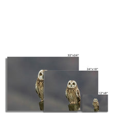 Load image into Gallery viewer, Short Eared Owl Fine Art Print