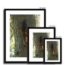Load image into Gallery viewer, Mission Impossible Red Squirrel Framed & Mounted Print