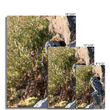 Load image into Gallery viewer, Tawny on the Rocks Fine Art Print