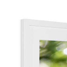 Load image into Gallery viewer, Long Eared Owl Framed & Mounted Print