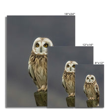 Load image into Gallery viewer, Short Eared Owl Fine Art Print