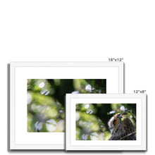 Load image into Gallery viewer, Long Eared Owl Framed & Mounted Print