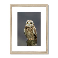 Load image into Gallery viewer, Short Eared Owl Framed & Mounted Print