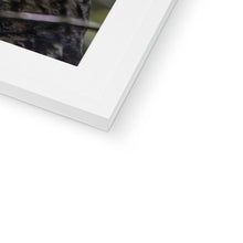 Load image into Gallery viewer, Long Eared Owl Framed & Mounted Print