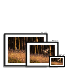 Load image into Gallery viewer, Golden Long Eared Owl Framed & Mounted Print