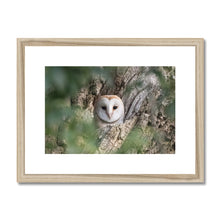 Load image into Gallery viewer, Owl In Hollow Framed & Mounted Print